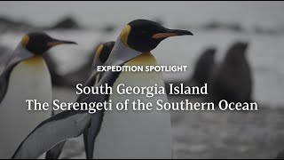 Serengeti of the Southern Ocean  Expedition Spotlight  Lindblad Expeditions [upl. by Jessalin]