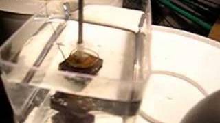 Magnet Electrolysis WaterVineger Vortex [upl. by Elberta450]