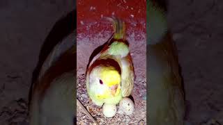 Bodri birdshortstrendingviralvideoparrotbirdscomedyfunnydogfishfishingBirdbreeding28 [upl. by Fennelly960]