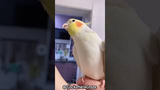 Cockatiel Sings Joyfully [upl. by Anowahs498]