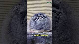 Pallas Cat  The Grumpiest Cat [upl. by Assi]