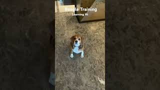 Beagle Training  Dog Training  Dog Tricks doglover dog dogtraining Beagle beagletraining [upl. by Latreshia]