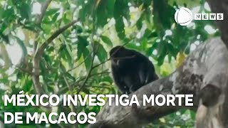 Autoridades investigam morte de macacos no México [upl. by Joost]