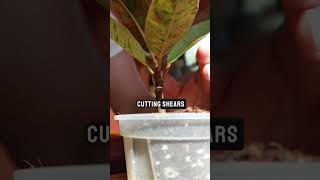 Bald Ficus Rubber Tree  Cloning Paste 🌱 houseplantclub ficusplant rubbertree plantcare [upl. by Onitnerolf]