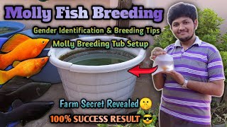 Molly Fish Breeding in Tamil  தமிழ்  Wonder Aqua Garden [upl. by Lehman]