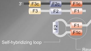 Loop Mediated Isothermal Amplification LAMP Tutorial [upl. by Sarazen401]