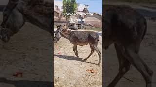 Upward patellar fixation in Egyptian donkey [upl. by Ytteb]