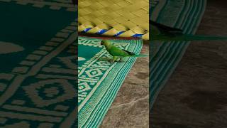 parrot sounds for parrotsparrotparrot parrots birds macawsworld redfrontedmacaw petbird cute [upl. by Ttam470]