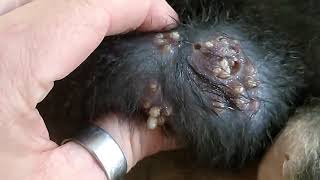 mangoworms removal in dog puppy  removing mango worms in dog [upl. by Westley]