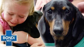 Sausage Dog Wakes Up Paralysed 😱  Bondi Vet [upl. by Eibot]