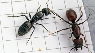 Camponotus irritabilis Thailand vs Camponotus vagus Italy 21102024 [upl. by Alley]