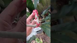 Buah anthurium black dragon plants shorts tanamanhiasdepanrumah garden anthurium [upl. by Rosana]