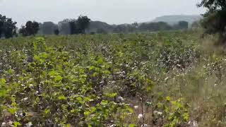 3 acres land sale 41 lakhs urgent sale investments nimz area bestinvestments viralvideo [upl. by Akemhs]