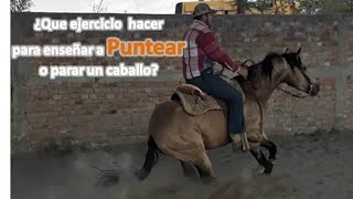 ¿Que ejercicio hacer para enseñar a puntear o parar un caballo [upl. by Barmen]