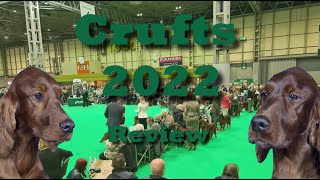 Crufts 2022  Irish Setter Review  wwwirishsetterorguk [upl. by Pape203]