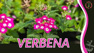 VERBENA Information and Growing Tips Verbena officinalis [upl. by Blatman]