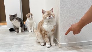 壁で爪研ぎしてボロボロにしちゃった猫を怒ったらまさかのこうなっちゃいました… [upl. by Keeley]