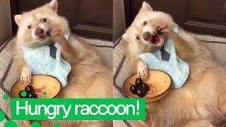 Cute Raccoon Eats Cherries  Raccoons are Awesome [upl. by Collie3]