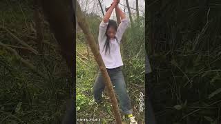 Tree cutting shorts viralshorts treecutting farming cutting agriculture [upl. by Nilra]