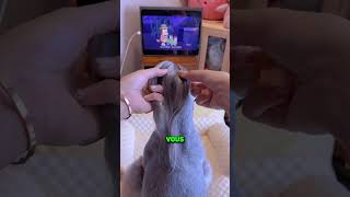 Ce Chat a Choqué Internet 😱 [upl. by Ellehcyt]