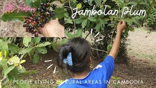 Rural people in Cambodia walk to pick jambolan plum cambodia villagelife jambolanplum villager [upl. by Anirad]