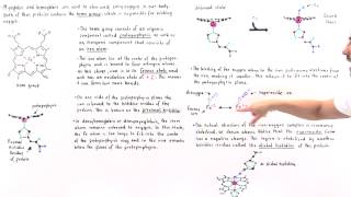 Heme Group of Hemoglobin and Myoglobin [upl. by Kilar109]