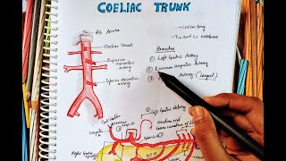 COELIAC TRUNKARTERY  ANATOMY  Origin  Division  Branches  Easy Anatomy  Arterial Supply [upl. by Assirim336]