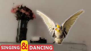 singing and dancing my cockatiel bird [upl. by Etienne]