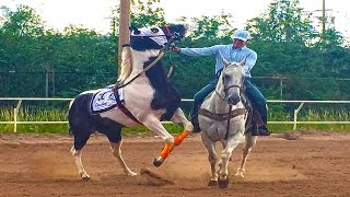 EL PINTO VS EL CANELO  CARRERAS DE CABALLOS [upl. by Wendye]