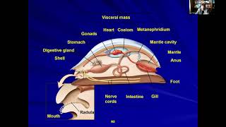 Lecture 11 An Introduction to Animal Diversity Acoelomates and Protostomes Part 3 [upl. by Fini]