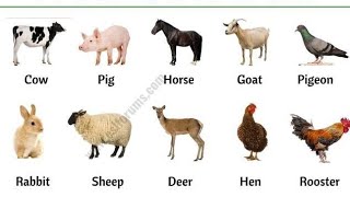 Phones sounds for Toddlers Cow Rabbit Sheep Pig Horse English with pictures and vice english [upl. by Balliol]