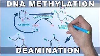 DNA Methylation [upl. by Nyletac]