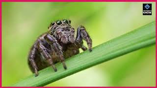 Top 10 Weirdest Facts About Spiders [upl. by Meaghan]