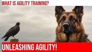 German Shepherd Agility Training Showcasing Their Athleticism [upl. by Etz]