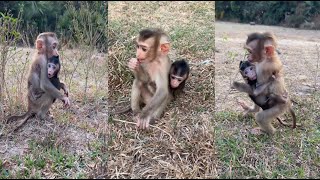 Two happy brothers run around the forest​ monkey family funny [upl. by Mehalick292]