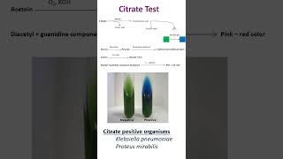 Citrate Utilization Test [upl. by Secundas159]