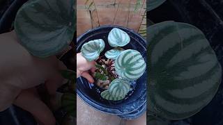 Peperomia Melancia jesus viralvideo viralvideos plantas jardim jardinagemcaseira garden [upl. by Rednave]