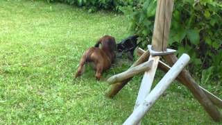 Hannoverscher Schweißhund Welpe spielt [upl. by Assehc]