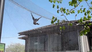 Siamang Gibbons at the Omaha Zoo [upl. by Ferino]