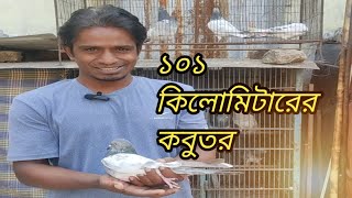 খোকন ভাইয়ের ১০১ কিলো থেকে আসা ৫টি কবুতর mspigeonloft pigeon vlog [upl. by Sirehc259]