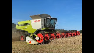 Høst 2024 Langelund maskinstation Skovsminde Claas Lexion 780TT [upl. by Ly]