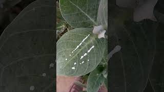 Name of this plant and benefits please comment gardening plants viralshorts viral shorts short [upl. by Aikar]