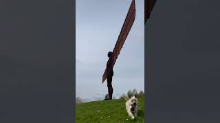 Cairn terrier dog explores the Angel of the North on his way to Scotland [upl. by Ahtreb]