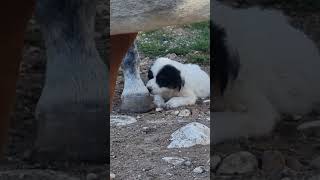 Griechenland Meteora Im Reitstall mit den Puppies dog travel [upl. by Dammahom]