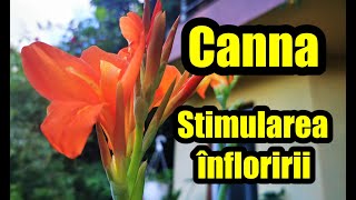 Secretele infloririi la Canna ingrijireaflorilor [upl. by Domph49]