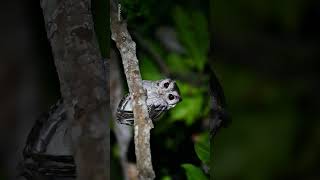 Nature of Kilinochchi Indian Scops Owl வன்னி SriLanka nikonz6 nature owl bird wildlife [upl. by Tiduj]