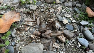 Termites emerging for nuptial flight [upl. by Rodi631]