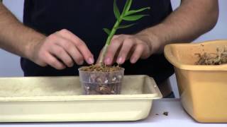 How to Stimulate New Root Growth on Orchids [upl. by Pelaga]