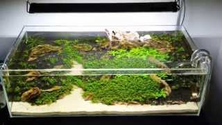 ADA 60F  Ohko Mountains  Update 1 [upl. by Odysseus]