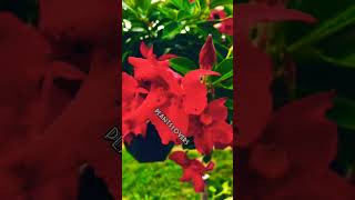 care How to grow and care for Mandevilla plant  How do you care for a Rocktrumpet plants loves [upl. by Winzler]